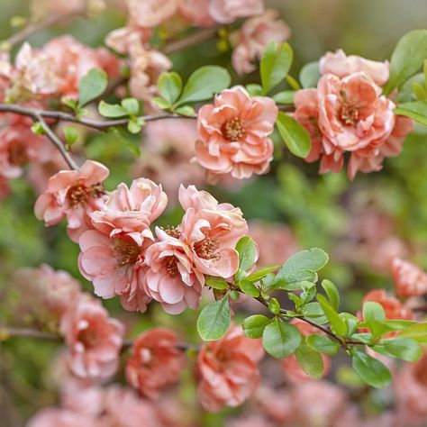 Slide 11: Flowering Quince Japanese Quince, Flowering Quince, Diy Hanging Planter, Early Spring Flowers, Growing Peonies, Perennial Shrubs, Magnolia Blossom, Planting Hydrangeas, Blooming Plants