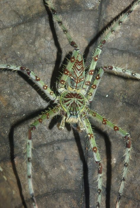 Huntsman spider (Heteropoda boiei) | Found on a night hike i… | Flickr Cool Spiders, Night Hike, Huntsman Spider, Arachnids Spiders, Spider Pictures, Spider Species, Spider Drawing, Spider Web Tattoo, Spider Crafts