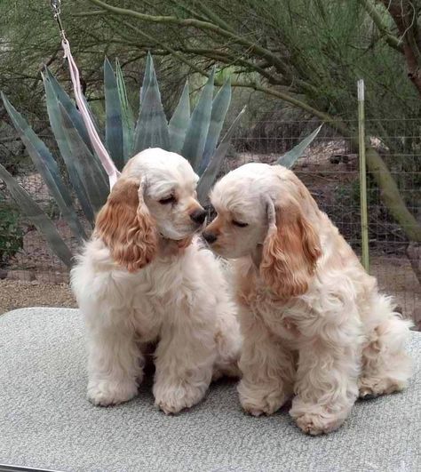 American Cocker Spaniel, Cocker Spaniel Puppies, Cocker Spaniel Dog, Puppies And Kitties, Spaniel Puppies, Spaniel Dog, Sweet Dogs, White Dogs, Cute Little Animals