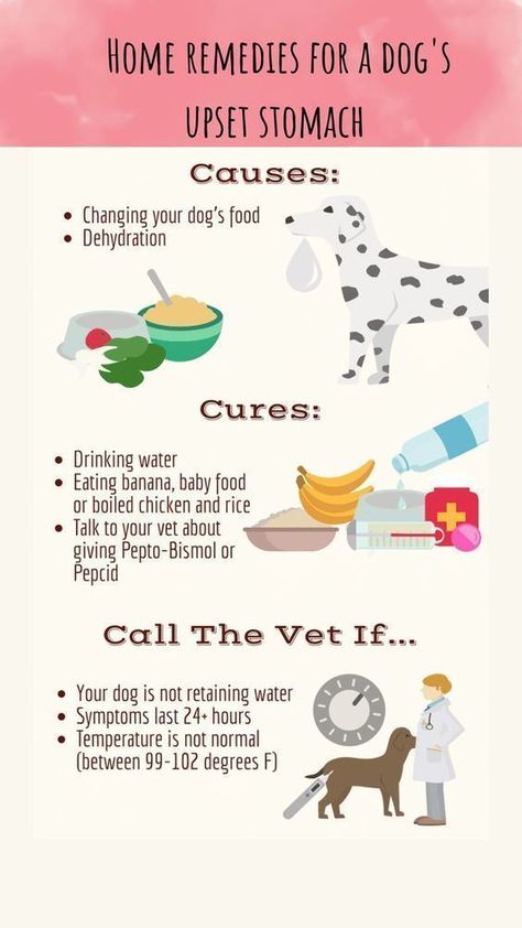 Dog Upset Stomach Remedies, Dog Upset Stomach, Stomach Remedies, Foods Dogs Can Eat, Meds For Dogs, Easy Dog Treat Recipes, Holistic Pet Care, Dog Remedies, Easy Dog Treats