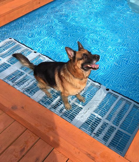 PVC platform for dogs to safely enjoy the swimming pool. Diy Pool Platform, Pool Ramp For Dogs, Diy Dog Pool, Pool Platform, Pool Ramp, Ramp For Dogs, Dog Pool Ramp, Homemade Pools, Pool Makeover