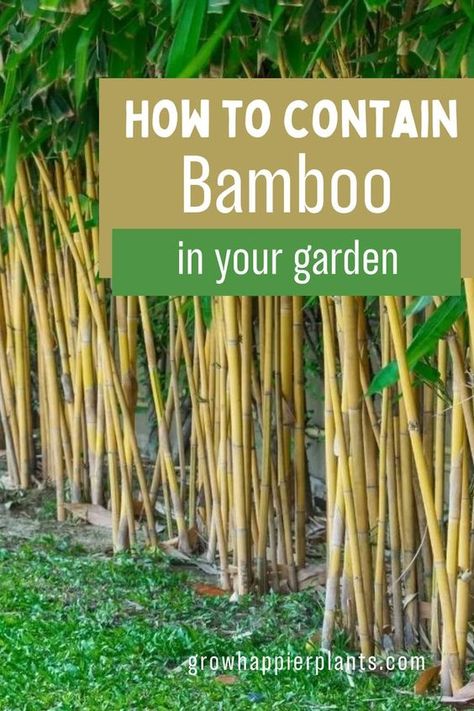 Bamboo has a reputation for spreading everywhere! But it can create a beautiful privacy screen, once you learn how to contain bamboo properly. Bamboo In The Garden, Bamboo Screening Plants, Non Invasive Bamboo, Bamboo Privacy Fence, Bamboo Garden Fences, Bamboo Landscape, Clumping Bamboo, Bamboo Diy, Growing Bamboo