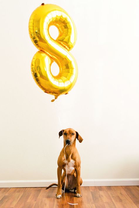 Dog holding balloon. Dog Birthday Party Photo Shoot, Dog Birthday Shoot, Dog Birthday Photoshoot Ideas At Home, Dog Birthday Picture Ideas, Dog First Birthday Pictures, Birthday Dog Pictures, Third Birthday Photoshoot, Dog Birthday Photoshoot Ideas, Dog Birthday Photo