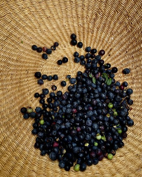 B E R R I E S . Spent the morning walking around the house picking wild blueberries. So grateful to have them in abundance this year 🫐 . . . . . . . . . . . . . . . #wildblueberries #fruitoftheearth #foraging #wildberries #berrypicking #blueberries Berry Picking, Instagram B, Wild Blueberries, Summer Feeling, Fresh Berries, So Grateful, Summer 2024, School Ideas, Spring Time