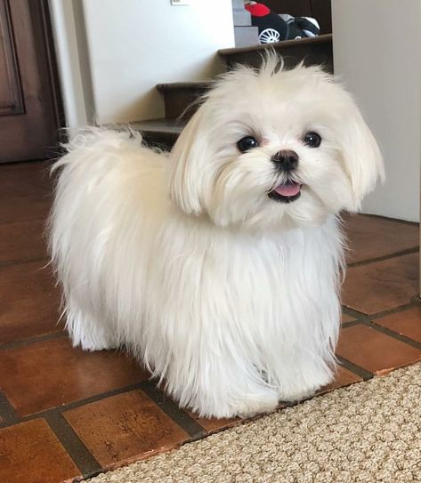 Very pretty Maltese Maltese Dogs Haircuts, Maltese Haircut, Anjing Poodle, Ras Anjing, Best Apartment Dogs, Maltese Terrier, Perro Shih Tzu, Apartment Dogs, Puppy Cuddles