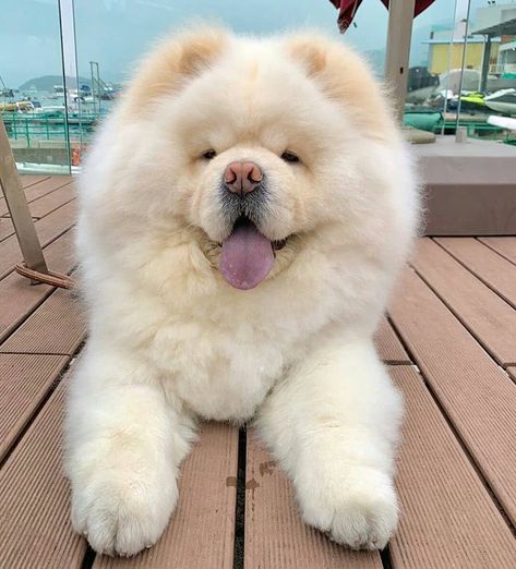 Ralph Rice on Instagram: “@chowchow.universe 🔥 . . . .  #chowchowlovers #chowchow #chowchowpuppy #chow #chowchowgallery #dogsofinstagram #chowchowlife #chowchowlover…” Chow Chow Dog Puppy, Perros Chow Chow, Big Fluffy Dogs, Chow Chow Puppy, Healthcare Plan, Chow Chow Dogs, Cute Animals Puppies, Very Cute Dogs, Fluffy Dogs