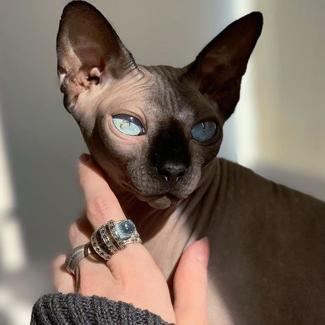 Cute Hairless Cat, Sphinx Cat, Dream's Cat, Hairless Cat, Pretty Animals, Sphynx Cat, Cat Aesthetic, Sphynx, 영감을 주는 캐릭터