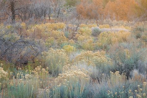 Utah's Breathtaking Blue Hills and Painterly Desert Zion National Park Utah, Blue Hill, Zion National Park, Plant Design, Landscape Photographers, Grasses, Nature Photos, Landscape Architecture, Garden Inspiration