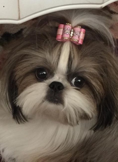 "Lacy" owned by Denise Paul Amos is modeling an InBetween Size Embroidered Flower Dog Bow sprinkled with Swarovski crystals~Bow by Doggie Bow Ties! Shih Tzu Hair Styles, Shih Tzu Haircuts, Perro Shih Tzu, Chien Shih Tzu, Shitzu Dogs, Shih Tzu Grooming, Shitzu Puppies, Labrador Retriever Puppies, Shih Tzu Puppy