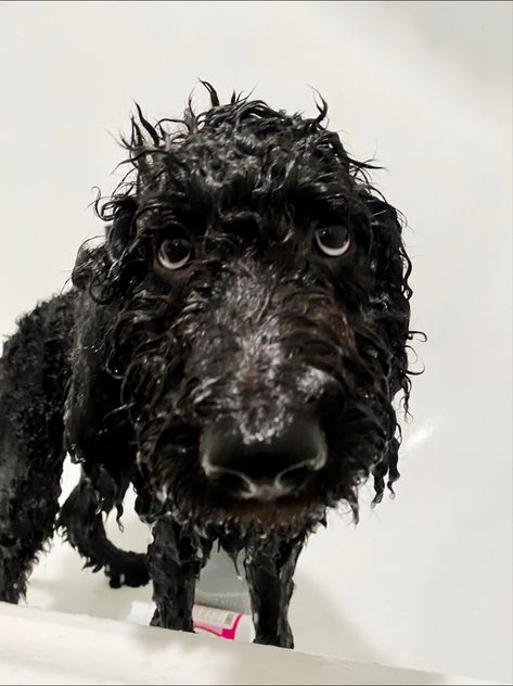 Rue Core, Black Golden Doodle, Puppy Labradoodle, Double Doodle Puppies, Black Goldendoodle, Goldendoodle Black, Double Doodle, Black Poodle, Doodle Puppy