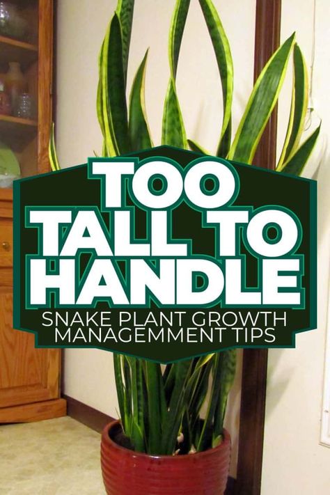 Too Tall to Handle: Snake Plant Growth Management Tips Mother In Law Tongue Plant Outdoors, Mother In Law Plant, Snake Plant Indoor, Snake Plant Propagation, Garden Snake, Jade Plant Care, Snake Plant Care, Aquatic Garden, Mother In Law Tongue