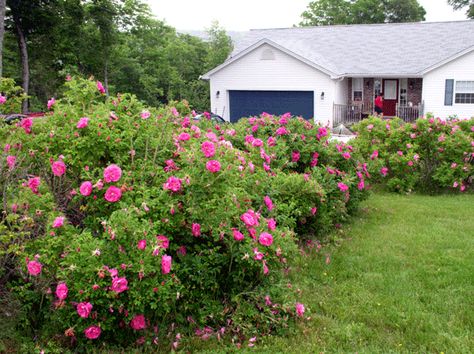 Rugosa Rose hedges. Hardy, drought resistant with berries in the fall Rugosa Rose, Rose Hedge, Rose Gardening, Coastal Gardens, Shrub Roses, Drought Resistant, Flower Landscape, Chicken House, Chelsea Flower Show