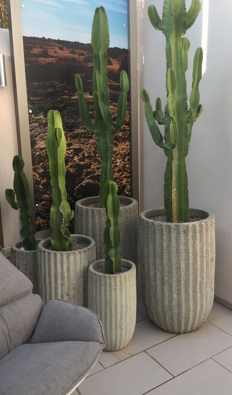 Front Porch Cactus, Cactus Plants Indoor Decor Ideas, Balcony Plants Ideas Pots, Cactus Front Porch, Potted Cactus Outdoor, Cactus In Pots Outdoor, Cactus In Pot, Indoor Cactus Plants, Potted Cactus