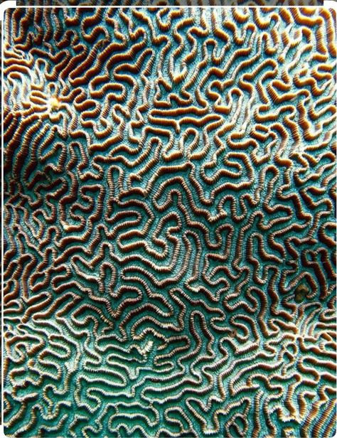 Font Wallpaper, Ocean Coral, Generative Design, Art Appliqué, Texture Inspiration, A Level Art, Ocean Creatures, Surface Textures, Patterns In Nature