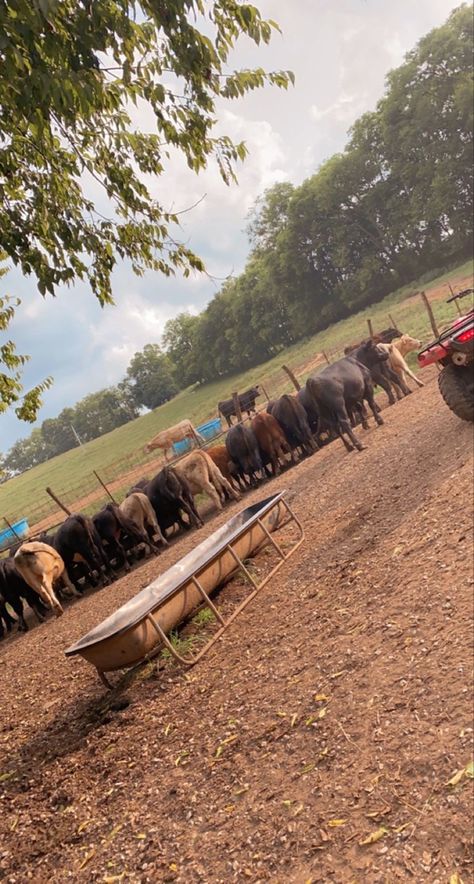 Ranching Lifestyle, Cow Ranch, Cow Feeder, Feeder Cattle, Fantasy Aesthetics, Cow Pasture, Country Vibe, Cattle Farm, Cattle Ranch