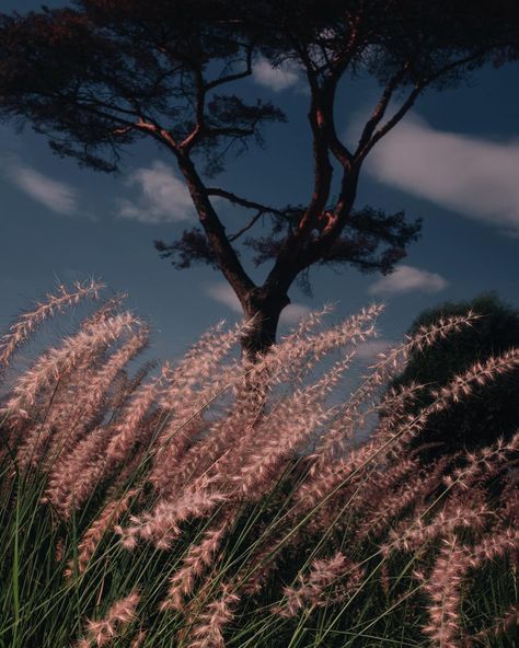 Letizia Le Fur photographer on Instagram: “Wild is the wind. . #before #storm #wind #wild #weeds #countryside #landscape #neverending #summer #nature #contemplation #photooftheday…” Wild Is The Wind, Dark Summer, Embracing Change, French Photographers, Saint Denis, + Core + Aesthetic, Nature Images, The Wind, Aesthetic Pictures