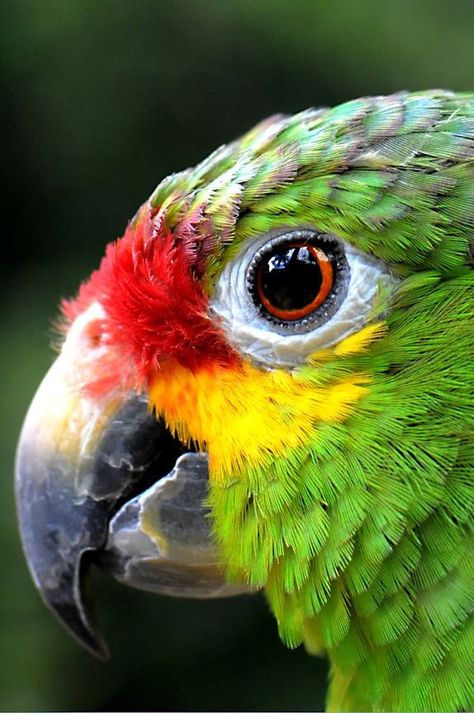 Bird’s eye view Regard Animal, Green Parrot, Amazon Parrot, Parrots Art, Kinds Of Birds, Parrot Bird, Colorful Bird, Exotic Birds, Tropical Birds