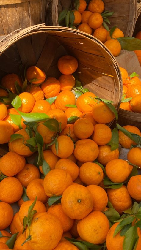 Orange Fruit Aesthetic, Tangerine Aesthetic, Fruit Aesthetic, Fruit Photography, Sun Bum, Troye Sivan, Mango Smoothie, Orange Aesthetic, Orange Fruit