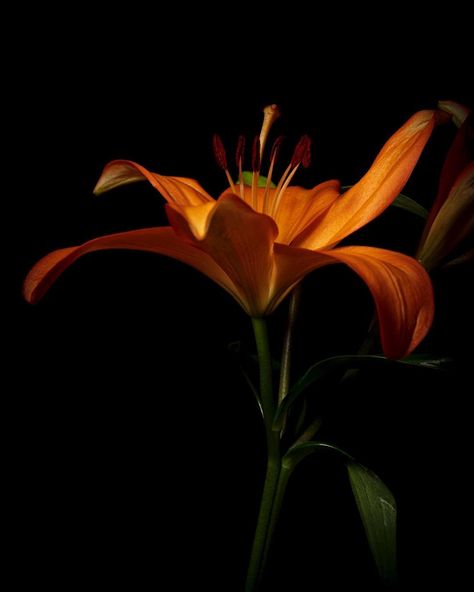 Joseph Zmuda on Instagram: “Orange lily.  #flower #flowerphotography #macrophotography #kings_flora #flowerstalking #flowerslovers #blooms #flowersofinstgram…” Black Orange Aesthetic, Tiger Lily Aesthetic, Orange And Black Aesthetic, Dark Orange Flowers, Tiger Tongue, Orange Lily Flower, Tiger Lily Flowers, Fairycore Wallpaper, Orange Lilies