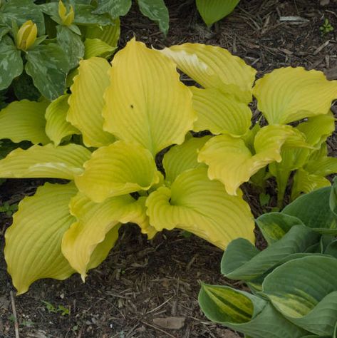 Variegated Hosta, Lily Turf, Easy Perennials, Plantain Lily, Hosta Plants, Forest Garden, Traditional Garden, Starter Plants, Buy Plants