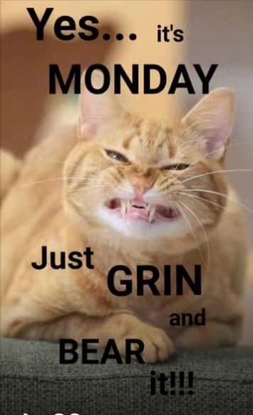 Monday Sayings, Resell Business, Hate Mondays Funny, Mondays Funny, Friday Thoughts, Good Morning Animals, Monday Humor Quotes, Good Morning Motivation, Funny Day Quotes