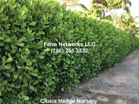 Clusia Hedge Landscaping, Clusia Landscaping Ideas, Clusia Hedge, Landscaping Entrance, Monument Ideas, Hedges Landscaping, Garden Hedges, House Updates, Deck Garden