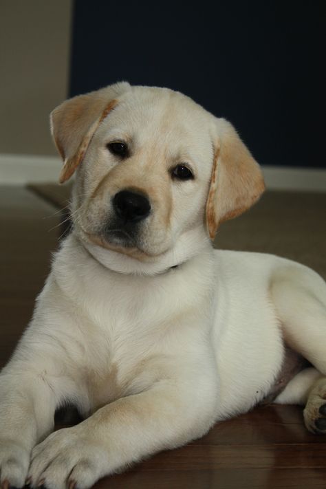 White Labrador Retriever, White Labrador Puppy, English Labrador, White Labrador, Labrador Puppies, Dog Quotes Love, Lab Dog, Golden Labrador, Cute Animals Puppies