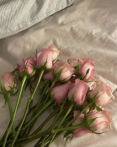 Pink Roses, Roses, Bed, Flowers, Green, Pink, White