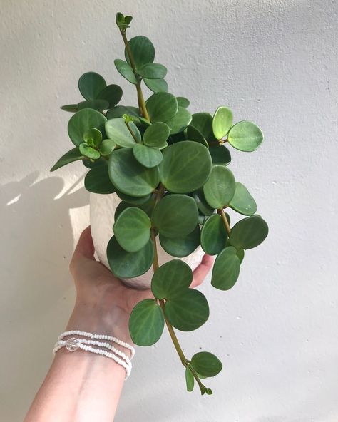 Peperomia Hope, Plant Goals, Plants Are Friends, Indoor Jungle, Cactus Y Suculentas, Deco Floral, House Plants Indoor, Pretty Plants, Foliage Plants