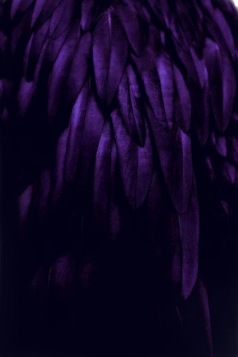 Purple Bird Aesthetic, Purple Raven Aesthetic, Purple Wings Aesthetic, Black And Purple Aesthetic Dark, Lucanis Dellamorte Aesthetic, Dark Purple And Black Aesthetic, Purple Demon Aesthetic, Kristin Aesthetic, Purple Royalty Aesthetic