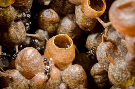 The mystery of what creates the rare, healthy sugar found in stingless bee honey, has been solved by researchers at The University of Queensland, in collaboration with Queensland Health Forensic and Scientific Services. Fake Honey, Stingless Bees, University Of Queensland, Food Chemistry, Healthy Honey, Nutrition Articles, Healthy Sugar, Bee Honey, Specialty Foods