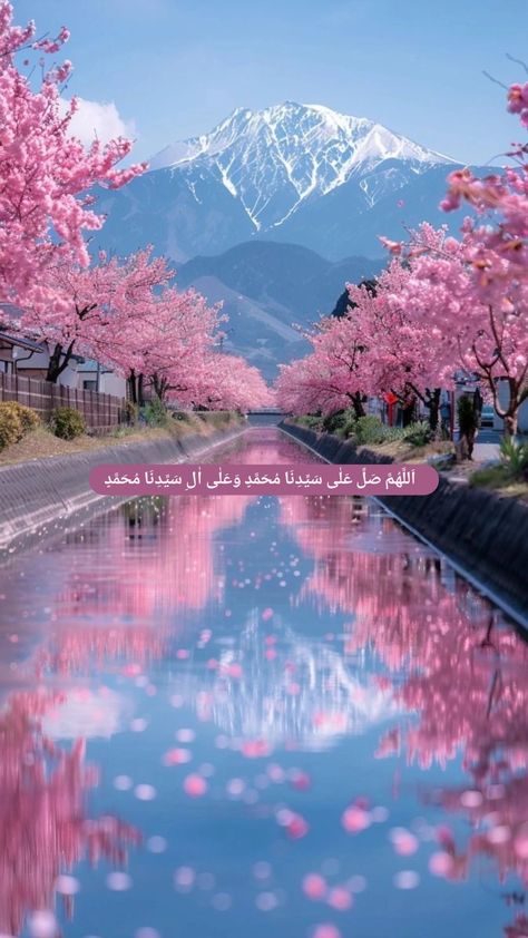 Spring Blossom Aesthetic, Cherry Blossom Japan Photography, Sakura Phone Wallpaper, Pink Cherry Blossom Wallpaper, Cherry Blossoms Aesthetic, Aesthetic Insta Story Template, Blossoms Aesthetic, Aesthetic Instagram Stories Template, Wallpaper Cherry Blossom