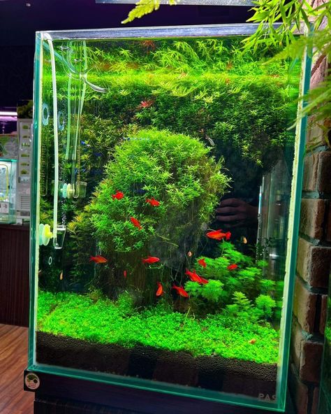 Small Aquarium Ideas, Cube Aquarium, Shrimp Aquarium, Aqua Scape, Aqua Scaping, Aquarium Sand, Small Fish Tanks, Nano Aquarium, Shrimp Tank