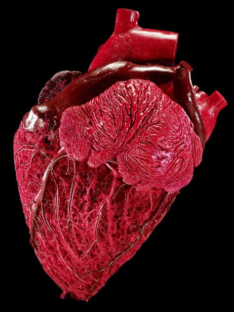 Hefty Heart  Credit:Gunther von Hagens, Institute for Plastination,   Tiny or towering, a mammal's size can affect how long it lives for: a tiny shrew whose heart races at 1,000 beats a minute lives for just a few years, while the slow-beating heart of an elephant can beat for up to 70 years. For instance, a bull's heart is packed with blood to circulate around the large beast; as such, it weighs about 5 pounds (2.25 kg), making it five times heftier than a human heart. Textile Sketchbook, Gunther Von Hagens, Safari Photos, Nursing School Prerequisites, Textiles Sketchbook, Character Board, Nursing School Tips, Natural History Museum, Anatomical Heart