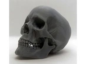 Thingiverse - Digital Designs for Physical Objects 3d Printed Skull, 3d Printer Art, Wood Skull, Foundation Series, 3d Printed Objects, 3d Printer Diy, 3d Printing Projects, Human Male, Human Skull