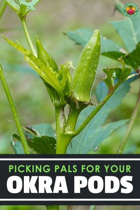 Okra Companion Plants, Okra Companion Planting, Epsom Salt For Plants, Vegetable Garden Plans, Epic Gardening, Fruit And Vegetable Garden, Okra Plant, Bean Garden, Growing Vegetables At Home