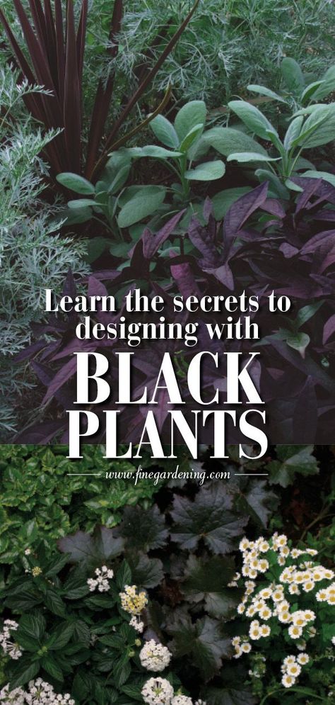 black plants Black Plants, Witchy Garden, Moody Gardens, Goth Garden, Gothic Garden, Witch Garden, Black Garden, Fine Gardening, Moon Garden