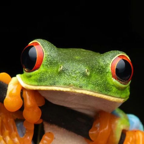 Rafael Steinlesberger on Instagram: "𝑨𝒈𝒂𝒍𝒚𝒄𝒉𝒏𝒊𝒔 𝒄𝒂𝒍𝒍𝒊𝒅𝒓𝒚𝒂𝒔 ❤️🌴🐸 the red-eyed tree frog  Today I'm sharing the cutest shot I got of an iconic species of Costa Rica's rainforests, captivates with its vibrant colors and unique features. With its striking red eyes, vivid green body, and bright orange feet, this arboreal amphibian truly stands out against the lush foliage. Its nocturnal habits make it a rare sight during the day, clinging to leaves near water sources.  We found this specimen on a short outing at the @latigrarainforest . Super happy I got it hanging on this dark branch which makes the colors stand out even more.  📸 @omsystem.cameras OMD Em-1 Mark iii 🔭 Olympus PRO M.Zuiko ED 12-45 f4,0 ⚡ Godox v350o ☁️ Diffuser by @cygnustech 🧩 Handheld single shot 📐 ~ Red Eye Frog, Red Eyed Frog, Frog Eyes, Felting Techniques, Red Eyed Tree Frog, Tree Frog, Water Sources, Green Frog, Frog And Toad