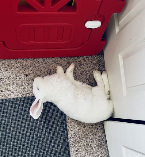 Spoiled Rabbit, Rabbit Memorial, Screaming Rabbit, Dead Rabbit, Dead Bunny, Spoiled Rabbit Cute, Rabbit Life, Bunny Lovers, Bunny Rabbit