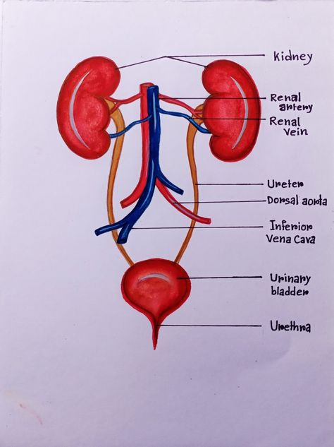 Urinary System Drawing, Urinary System Diagram, Urinary System Notes, Urinary System Anatomy, Diagram Drawing, Nurse Stories, Notes Inspo, Urinary System, Aesthetic Notes