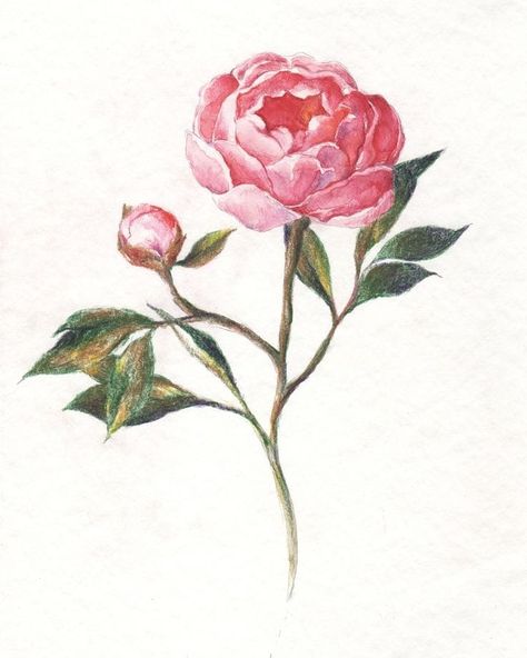 Hand Drawn Peony, Peonies Flower Drawing, Peony Pencil Drawing, Peony Flowers Drawing, Peony Illustration Simple, Japanese Peony Drawing, Peony Doodle, How To Draw Peonies, Flower Colored Pencil Drawing