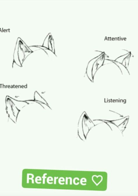 Wolf body language ears Wolf Ear Drawing Reference, How To Draw Wolf Ears On A Person, Wolf Body Language, How To Draw Wolf Ears, Wolf Ears And Tail Drawing, Wolf Ears Reference, Wolf Tail Drawing, Wolf Ears Drawing, Wolf Drawing Reference