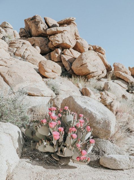 Western Environment, Joshua Tree Aesthetic, Desert Getaway, Nevada House, Desert Dweller, Desert Scenes, Joshua Trees, Desert Aesthetic, Rosé Aesthetic