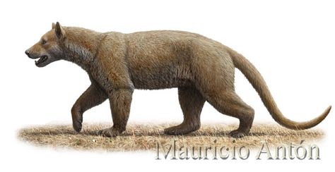 Scifi Animals, Prehistoric Kingdom, Bear Dogs, Fox Dog, Prehistoric World, Ancient Animals, The Lost World, Paleo Art, Young Animal