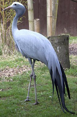 Blue Crane  National Bird of South Africa            Anthropoides  Paradiseus     Bloukraanvoel Siberian Crane, Strange Birds, South African Animals, South African Birds, Blue Crane, White Crane, Africa Wildlife, Crane Bird, Rhinos