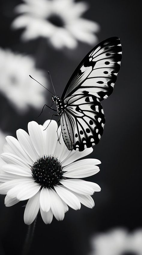 Photography of butterflies butterfly animal insect. | premium image by rawpixel.com / PLAIIII Black And White Butterfly Aesthetic, Black Butterfly Wallpaper Aesthetic, Butterfly With Black Background, Black Photography Aesthetic, Black And White Nature Photos, Wallpaper Backgrounds For Laptop, Papillon Photo, Wallpaper Aesthetic Black And White, White Flowers Photography