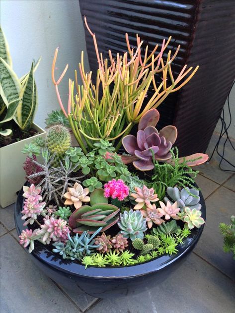 succulent collection Succulent Terrariums, Succulent Diy, Kaktus Dan Sukulen, Echeveria Succulent, Terrarium Ideas, Diy Terrarium, Container Garden Design, Succulent Garden Design, نباتات منزلية