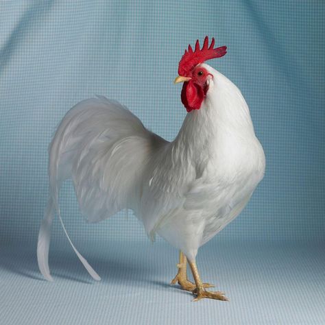 Leghorn Chickens, Best Egg Laying Chickens, Egg Laying Chickens, Chicken Pictures, Fancy Chickens, Beautiful Chickens, Chicken Painting, Red Rooster, Chickens And Roosters