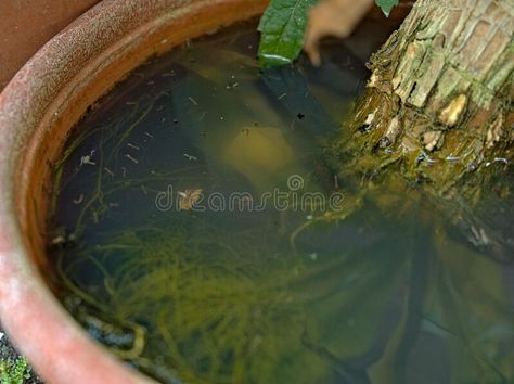 Mosquito larvae inside a potted plant fill with stagnant water royalty free stock photos Stagnant Water, Mosquito Larvae, Free Stock Photos, Photo Image, Royalty Free Stock Photos, Royalty, Royalty Free, Stock Photos, Plants