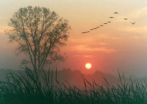 geese There is nothing that reaches into the soul so much as the sight and sound of the wild geese. Trees, Nature, Nature Photography, Natural Photography, Birds Flying, Morning Quotes, Good Morning Quotes, The Sky, Good Morning